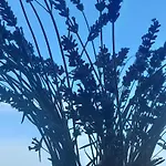 La Marea Portoroz דירה