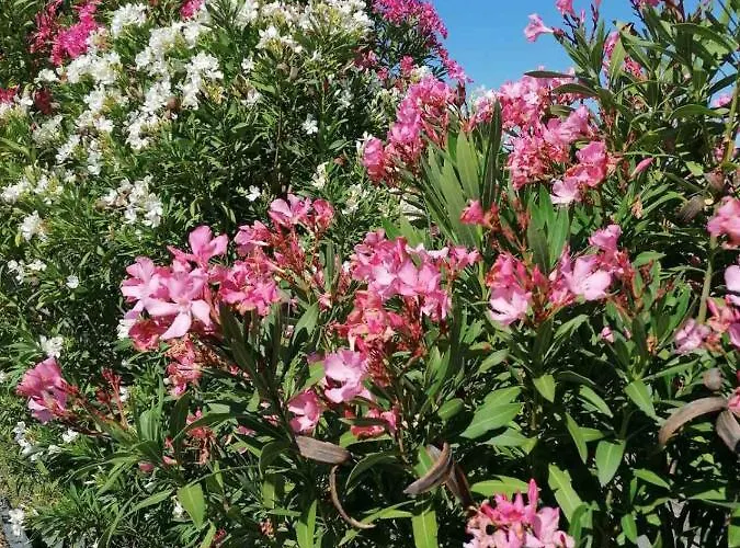 La Marea Portoroz * Sečovlje