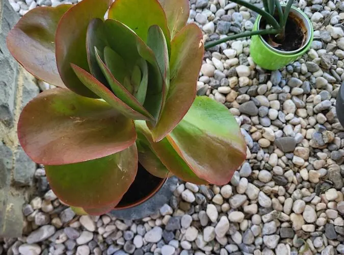 La Marea Portoroz Apartman *