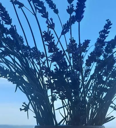 La Marea Portoroz Apartment