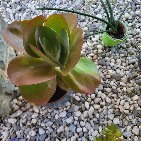 La Marea Portoroz Apartment *